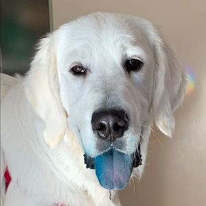 Meet your Posher, Dina